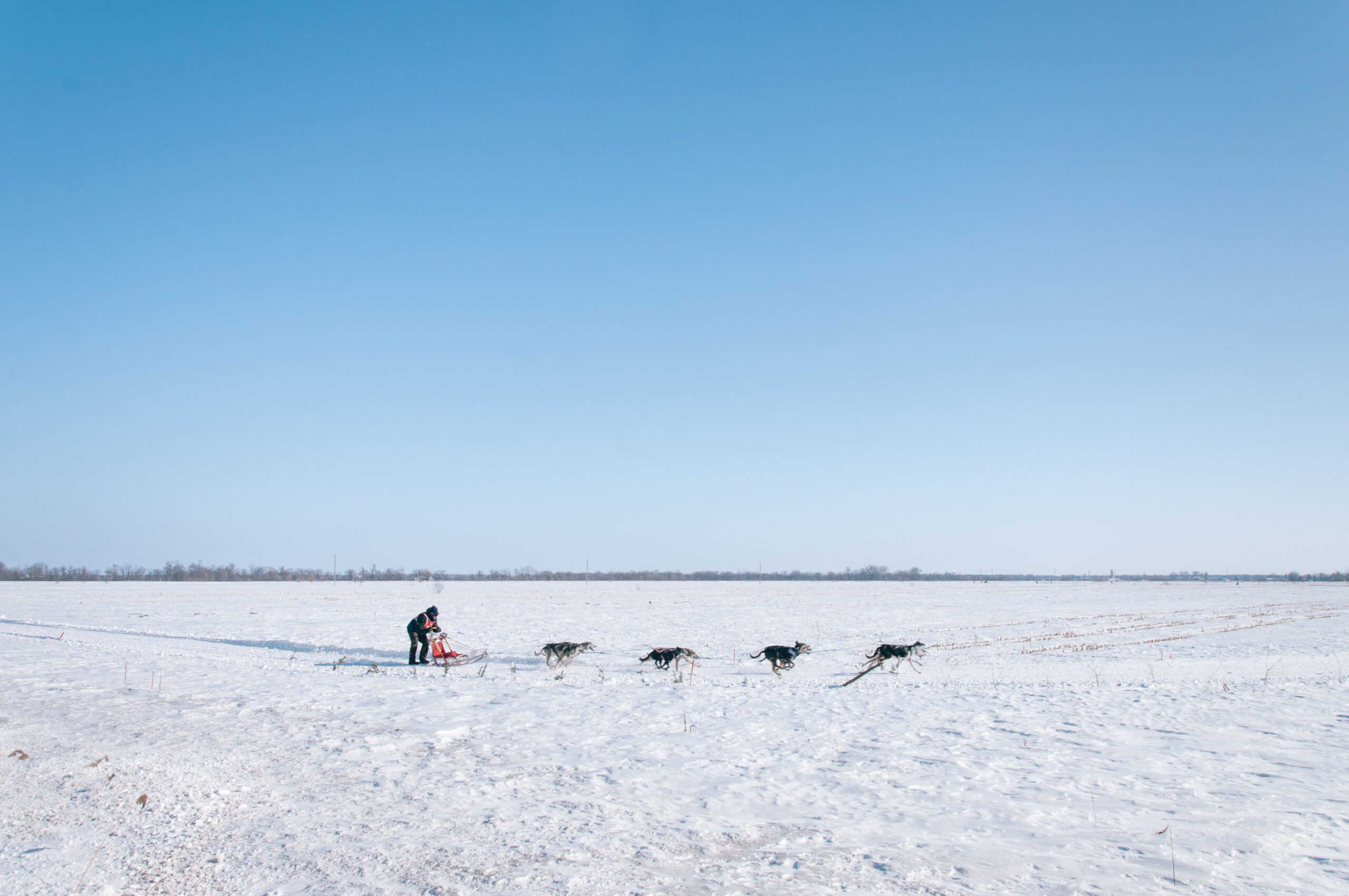Musher et attelage de chiens de traîneau courant sur la neige sous un ciel bleu